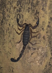 Centruroides edwardsii