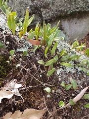 Pyrrosia confluens