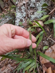 Pyrrosia confluens