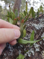 Pyrrosia confluens