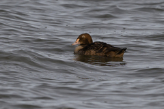 Somateria spectabilis
