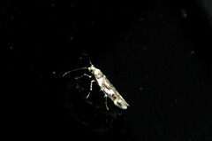 Pyroderces deamatella