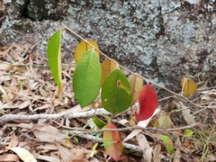 Chrysophyllum