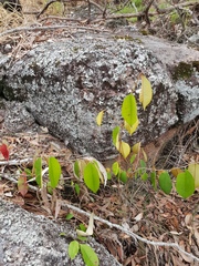 Chrysophyllum