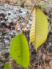 Chrysophyllum