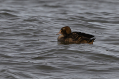 Somateria spectabilis