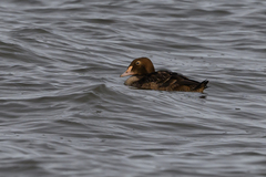 Somateria spectabilis