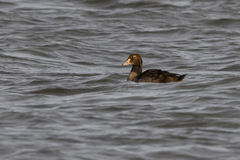 Somateria spectabilis