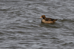 Somateria spectabilis