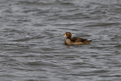 Somateria spectabilis