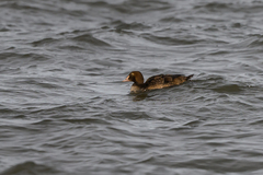 Somateria spectabilis