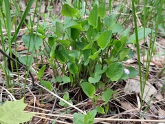 Rostratae