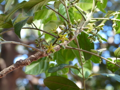 Dysoxylum gotadhora
