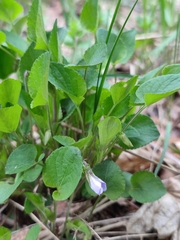 Rostratae