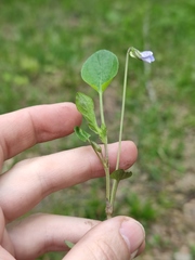 Rostratae