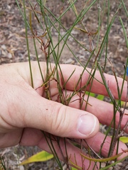 Acacia juncifolia