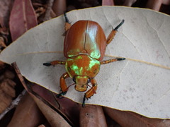 Anoplognathus viriditarsis