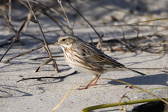 Passerculus sandwichensis princeps