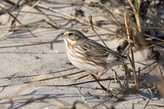 Passerculus sandwichensis princeps