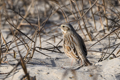 Passerculus sandwichensis princeps
