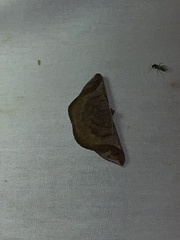 Sphacelodes vulneraria