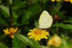 Eurema elathea