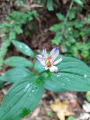 Tricyrtis hirta