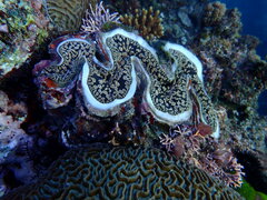 Tridacna noae
