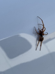 Steatoda nobilis