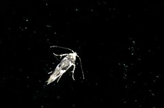 Pyroderces deamatella