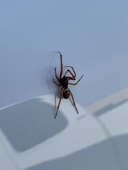 Steatoda nobilis