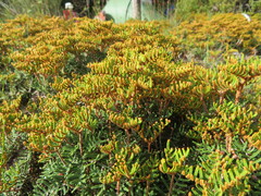 Gleichenia alpina