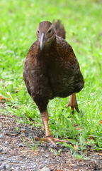 Gallirallus australis australis
