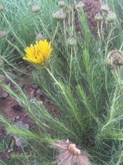 Berkheya insignis