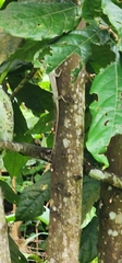 Draco