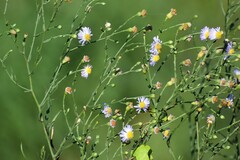 Symphyotrichum divaricatum