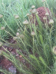 Berkheya insignis