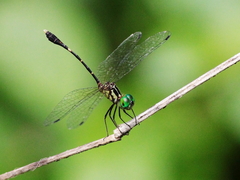 Nannophlebia eludens