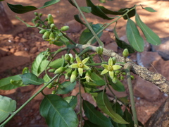 Dysoxylum gotadhora