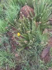 Berkheya insignis