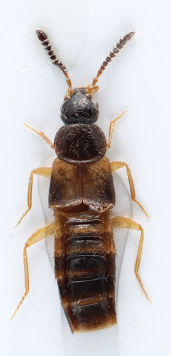 Atheta annexa · iNaturalist