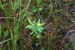 Hypericum majus