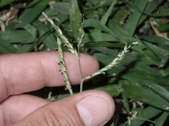 Urochloa glumaris