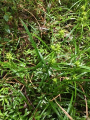 Carex louisianica