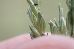 Urochloa glumaris