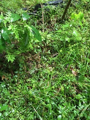 Carex louisianica