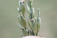 Urochloa glumaris