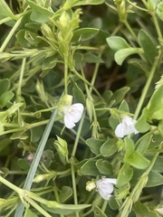 Justicia anagalloides