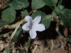 Ruellia prostrata