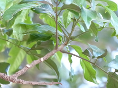 Dysoxylum gotadhora